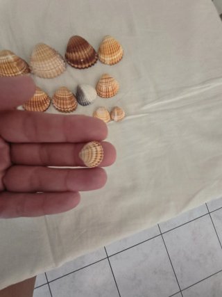 30 Conchiglie miste