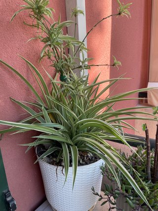 Planta Araña con maceta blanca