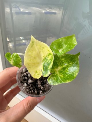 Alocasia New Guinea gold