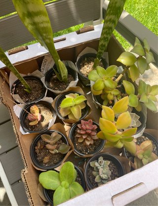 Lote de 5 plantas suculentas variadas
