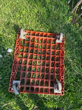 Paleta de plástico naranja
