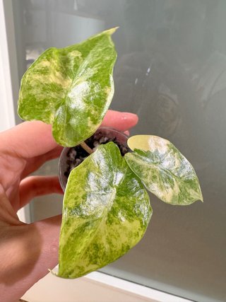 Alocasia Portodora Aurea Variegada