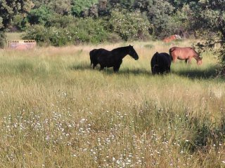 Alquiler finca para caballos
