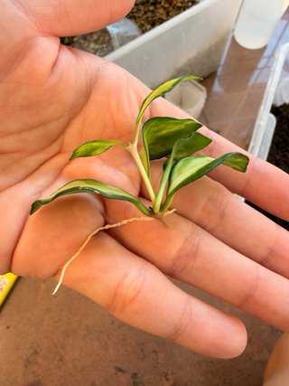 Hoya Heuschkeliana Variegata