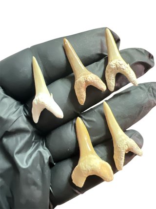 Fósiles Carcharias 3.5 cm