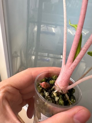 Alocasia Pink Dragon Aurea + cormos