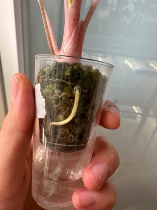 Alocasia Pink Dragon Aurea + cormos