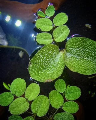 Salvinia flotante para estanques y acuarios