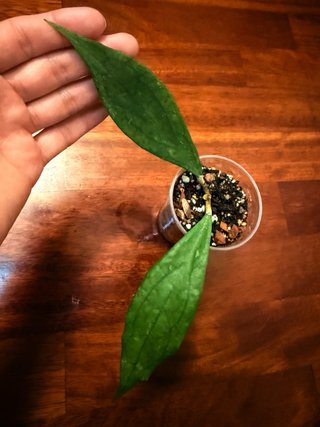 Hoya Jennifer