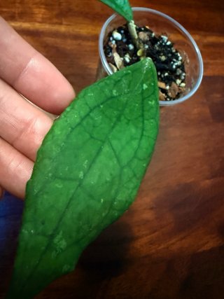 Hoya Jennifer