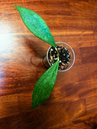 Hoya Jennifer