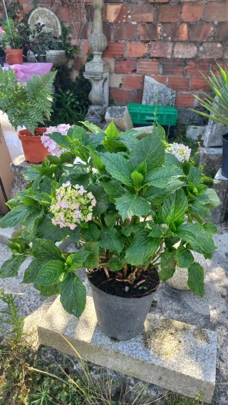 Planta de Hortênsia rosa claro grande