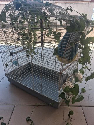 Jaulon para agapogni con accesorios 50x50x38