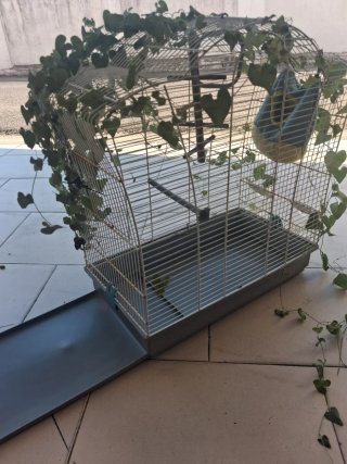 Jaulon para agapogni con accesorios 50x50x38