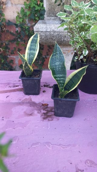 Planta Sansevieria lingua de sogra