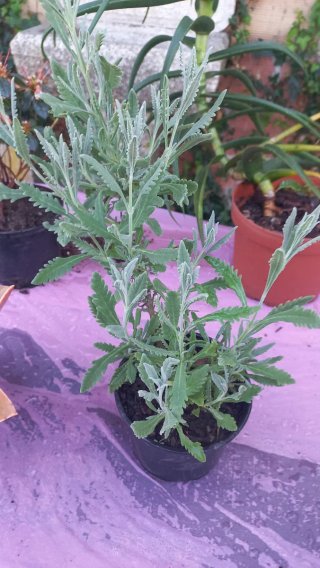 Planta de lavanda en maceta