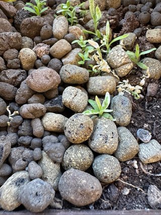 Arcilla expandida Cultivers 5L de Ecoforce