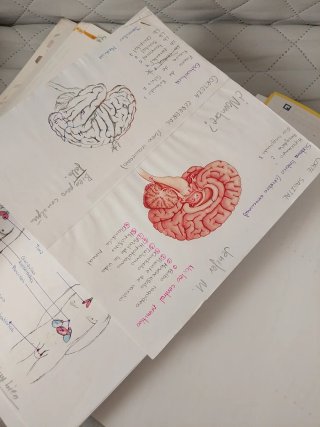 Psicología, Bachillerato