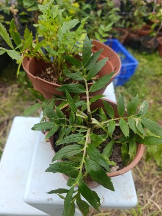 Plantas de Valeriana