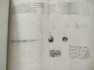 Libro sobre Alfonso Corti