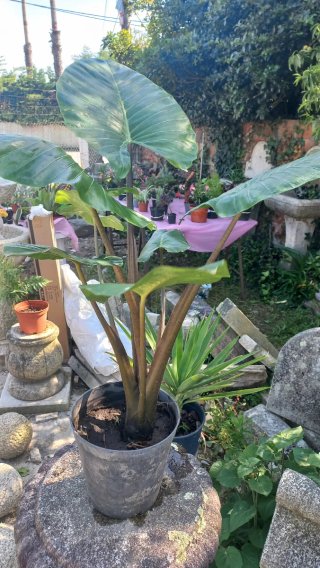 Planta de folhas grandes