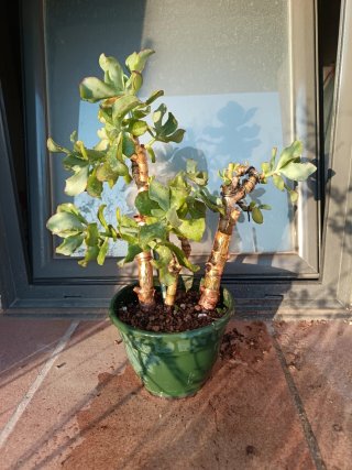 Planta crasa en maceta verde. Recién trasplantada.