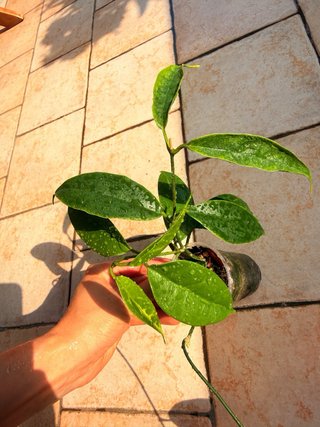 Hoya Buotii