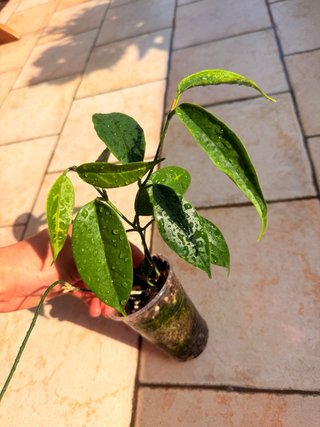 Hoya Buotii