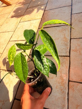 Hoya Buotii