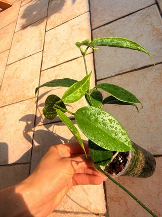Hoya Buotii
