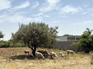Solar en venta en Noreste-Granja en Jerez de la Frontera