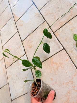 Hoya Ciliata