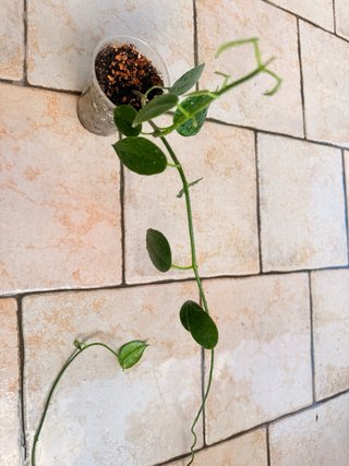 Hoya Ciliata
