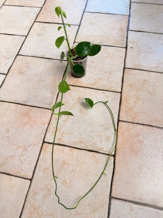 Hoya Ciliata