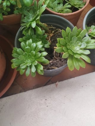 Planta Suculenta Aeonium