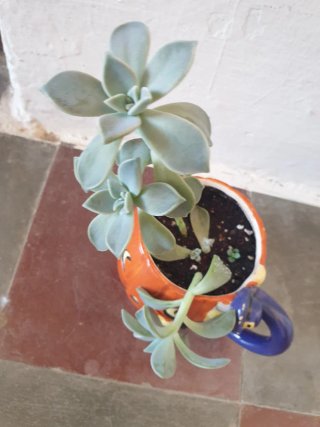 Planta Suculenta en Maceta Calabaza