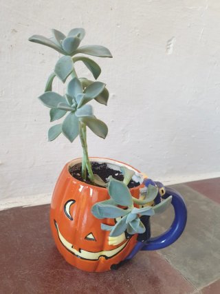 Planta Suculenta en Maceta Calabaza