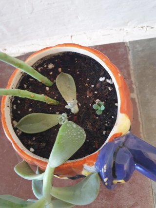 Planta Suculenta en Maceta Calabaza