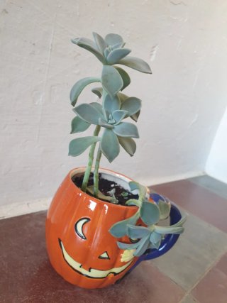 Planta Suculenta en Maceta Calabaza