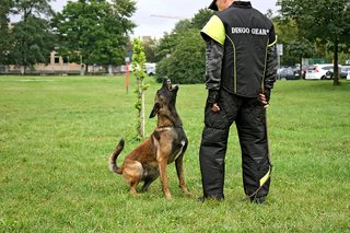 DINGO GEAR Traje Entrenamiento Perros