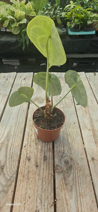 Anthurium Clarinervium