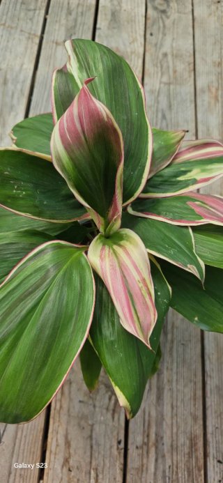 Cordyline variegata
