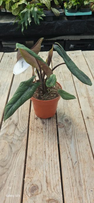 Alocasia Scalprum