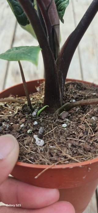 Alocasia Scalprum