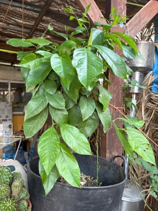 Limonero 1m