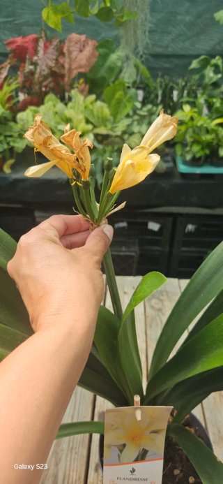 Clivia Amarela em fim de floração