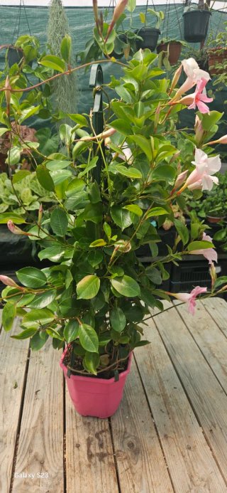 Dipladénia rosa