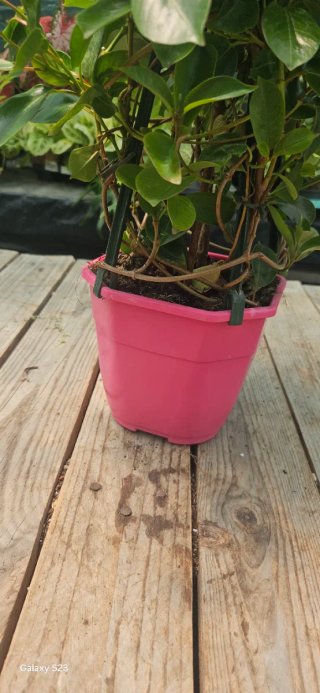 Dipladénia rosa