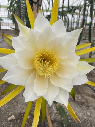 Pitahaya jindu esquejes