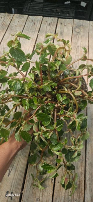 Begonia foliosa XL